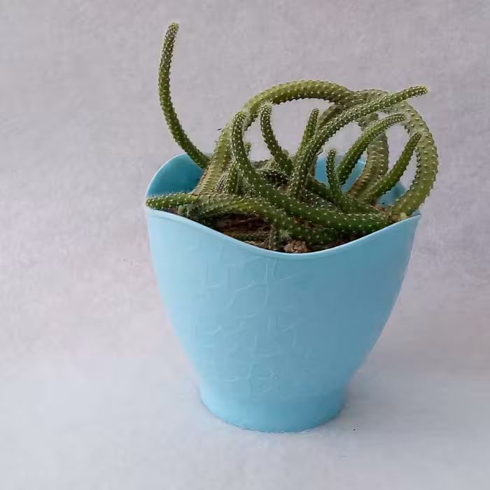 گلدان کاکتوس انگشتی  ماری  کاکتوس بادام زمینی