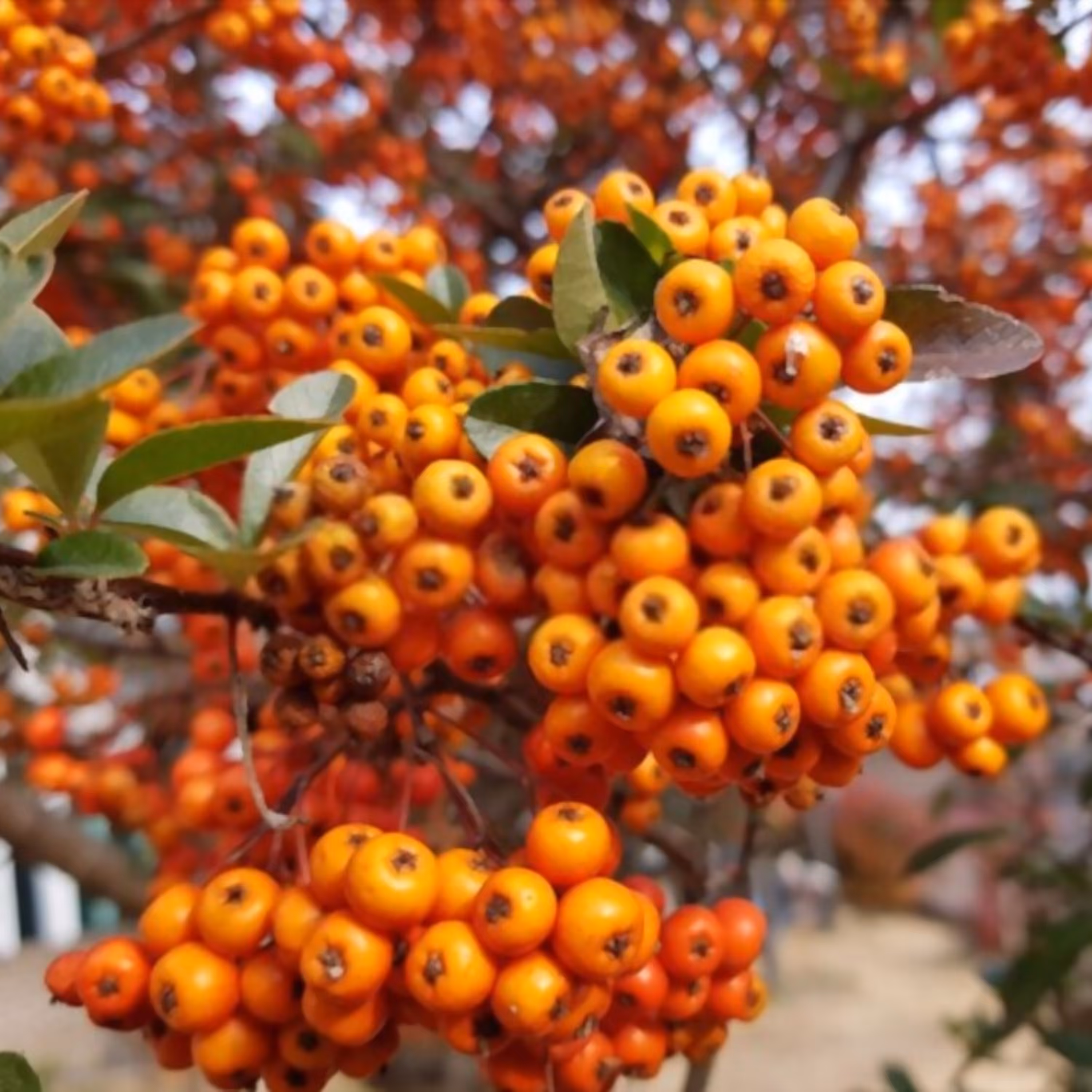 بذر درختچه پیراکانتا زرد