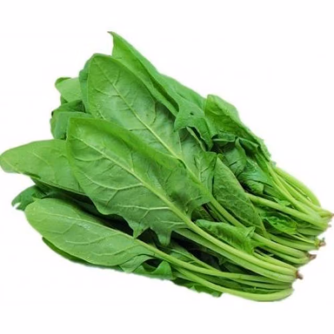 بذر اسفناج 80 گرمی