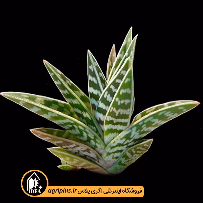 بذر کاکتوس Aloe Variegata