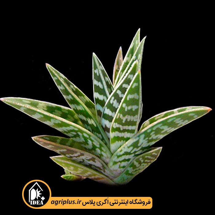 بذر کاکتوس Aloe Variegata