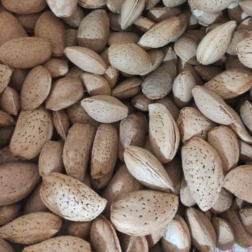بادام سنگی شیرین مغز پر (1000گرمی ) محصول امساله
