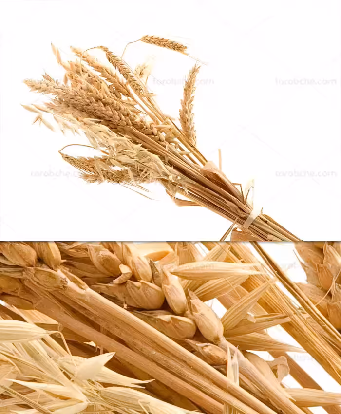 عکس با کیفیت دسته خوشه گندم طلایی | گرافیک با طعم تربچه