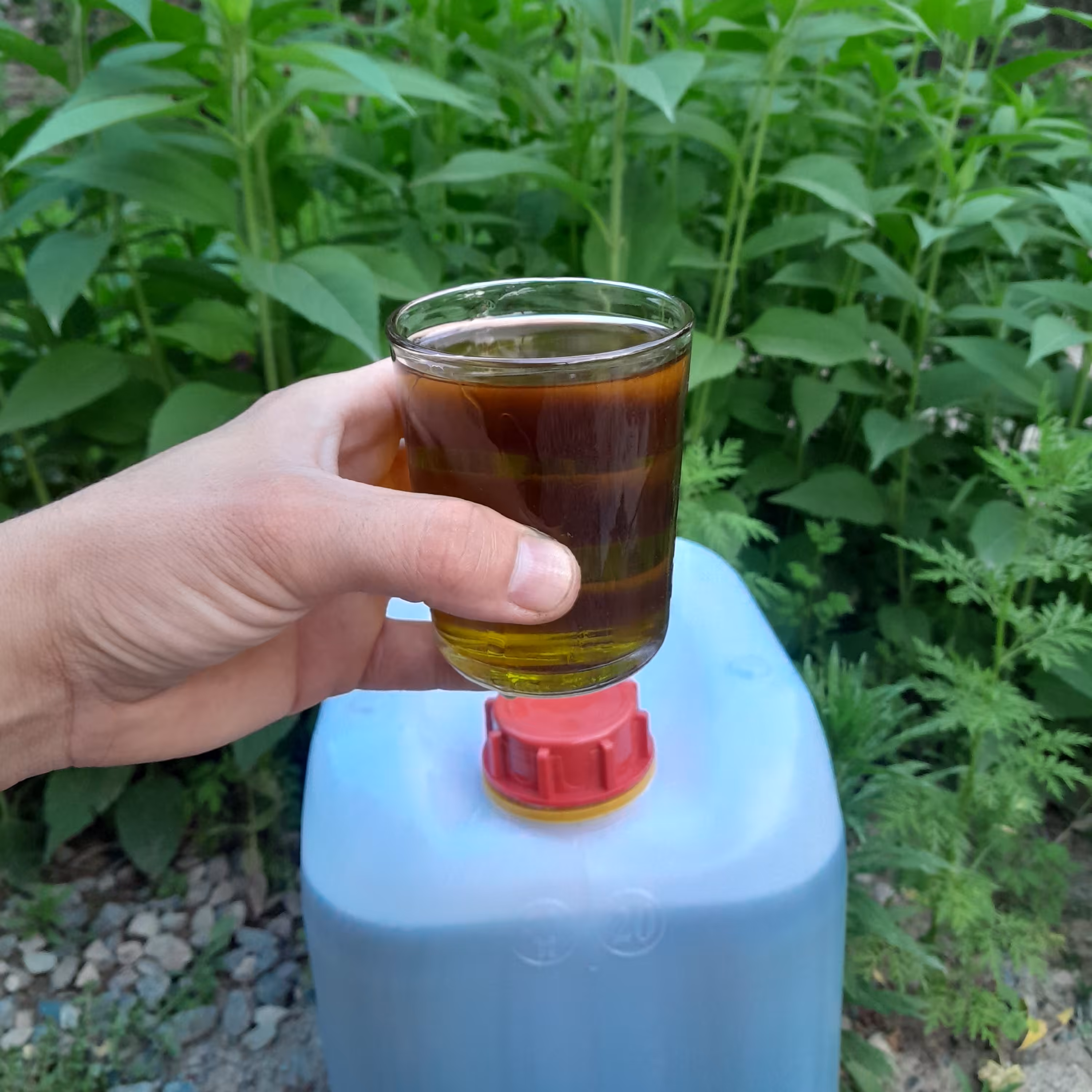 روغن زیتون فرابکربابوپرس سرد( گالن16لیتری ) تضمین کیفیت از باغدار خرید کنید روغن زیتون خالص روغن زیتون بابو روغن زیتون