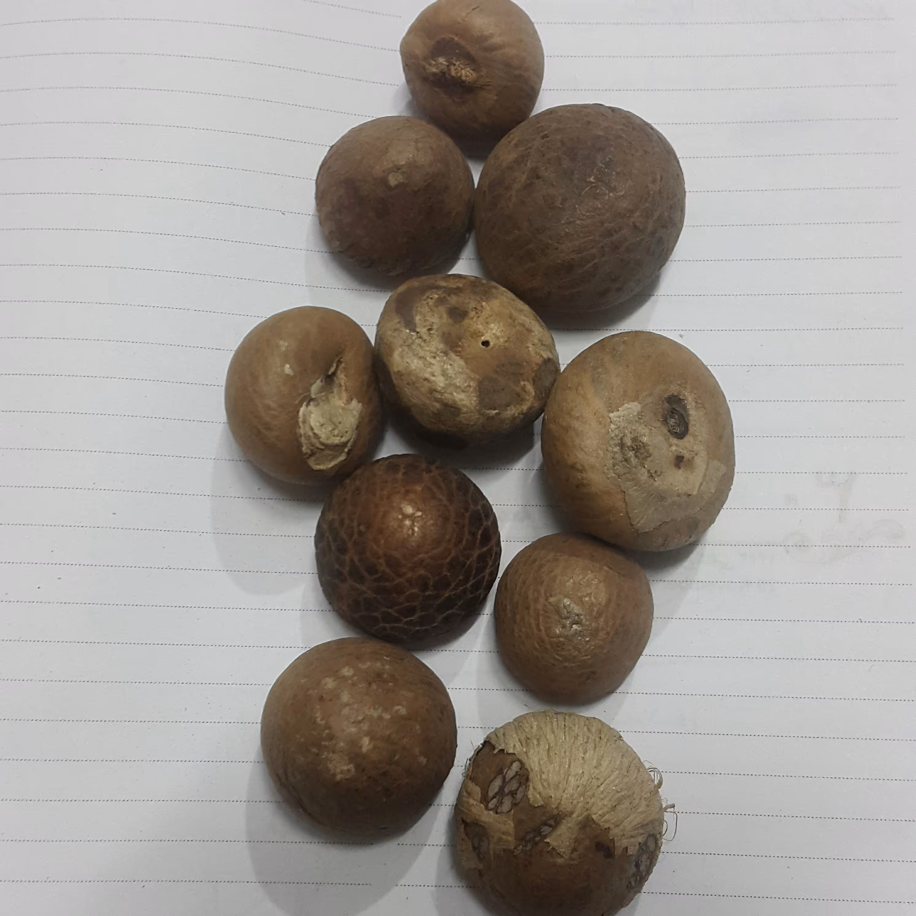 فوفل یا پوپل یا نخل هندی ( 75 گرم )