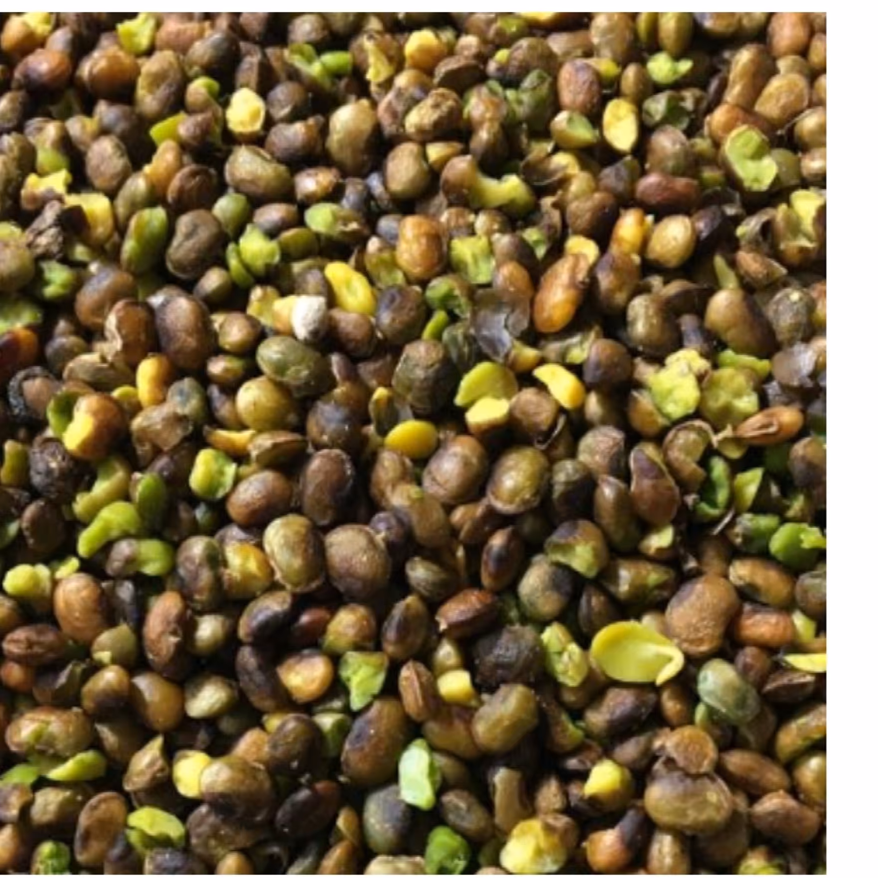 مغز پسته کوهی (مغزبنه) 