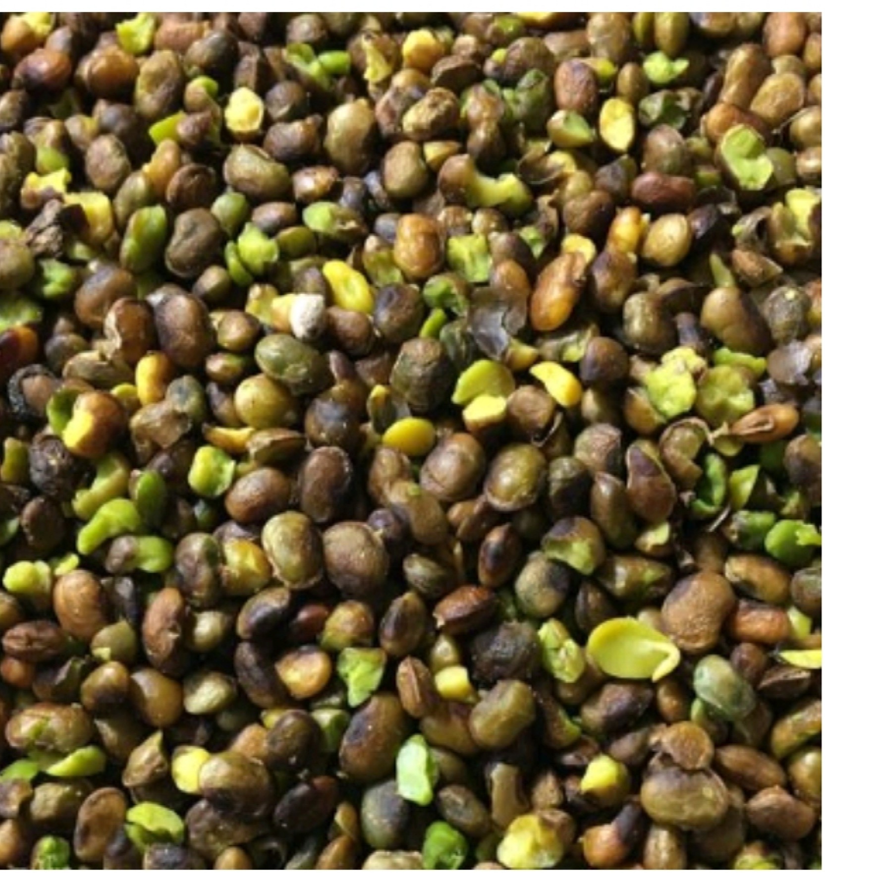 مغز پسته کوهی (مغزبنه)