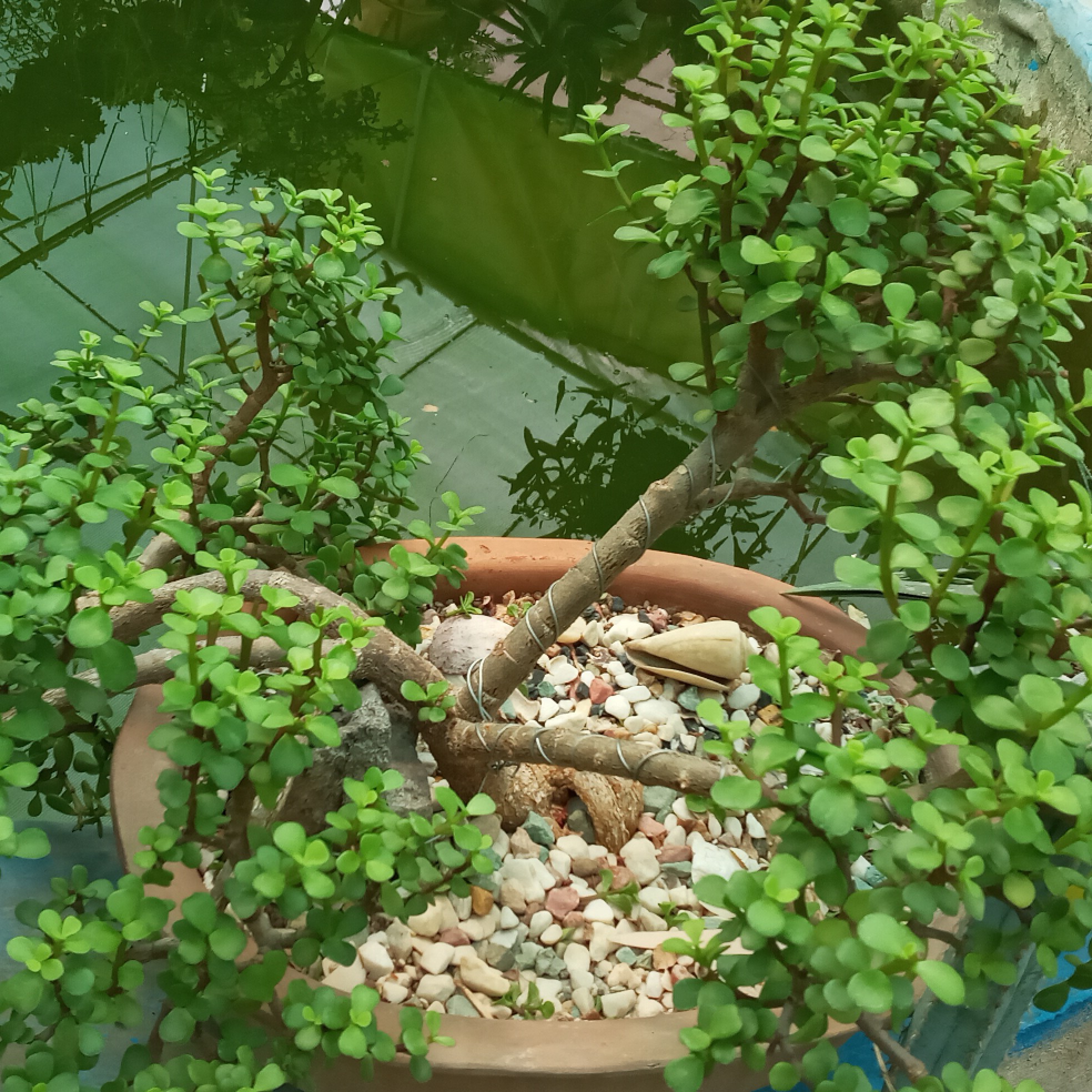 گیاه بون سای کراسولا مسن 11 ساله
