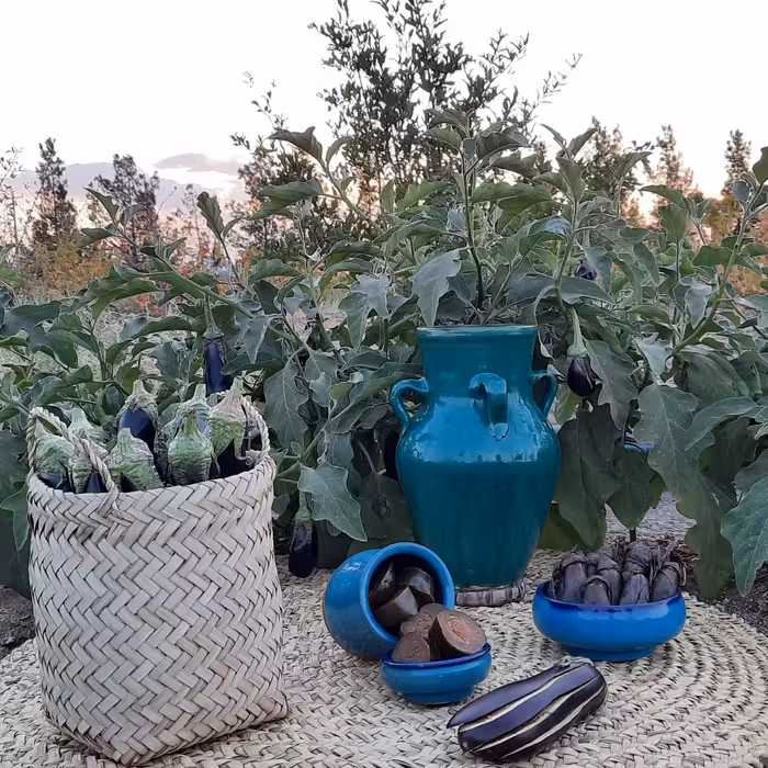 ترشی بادمجان بیبی(ریز) با سرکه وادویه های خانگی 