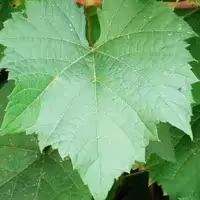 کنسرو برگ مو(1000گرمی)