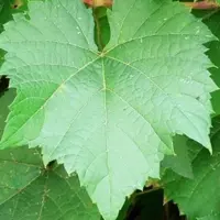 کنسرو برگ مو(1000گرمی)