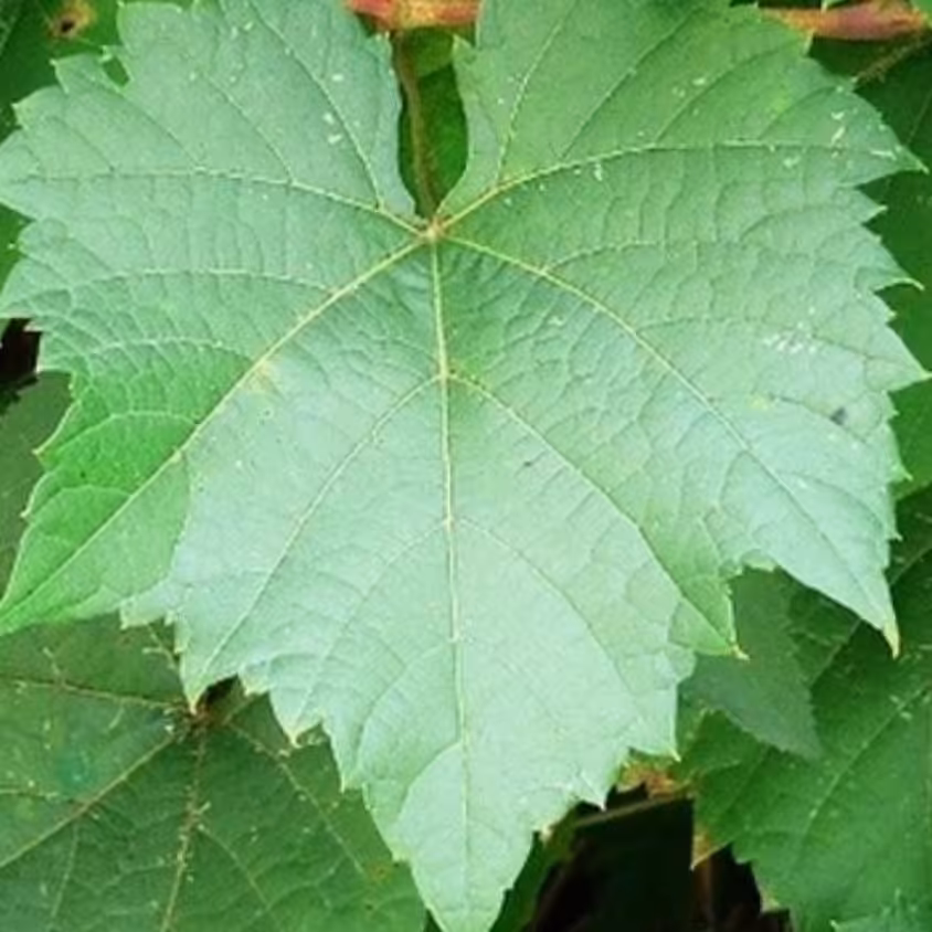 کنسرو برگ مو(1000گرمی)