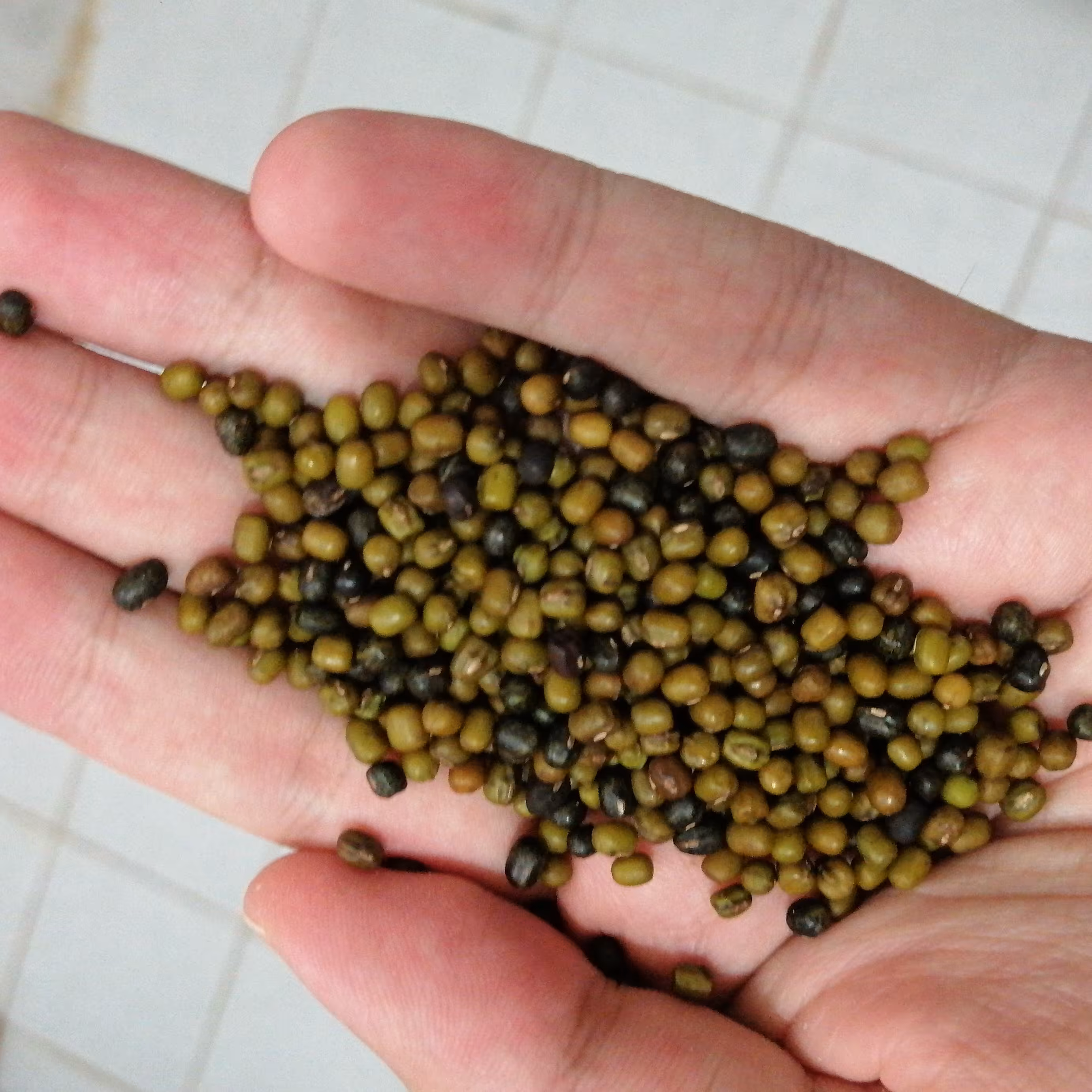 ماش لنجان محصولی از کشاورزان اصفهان