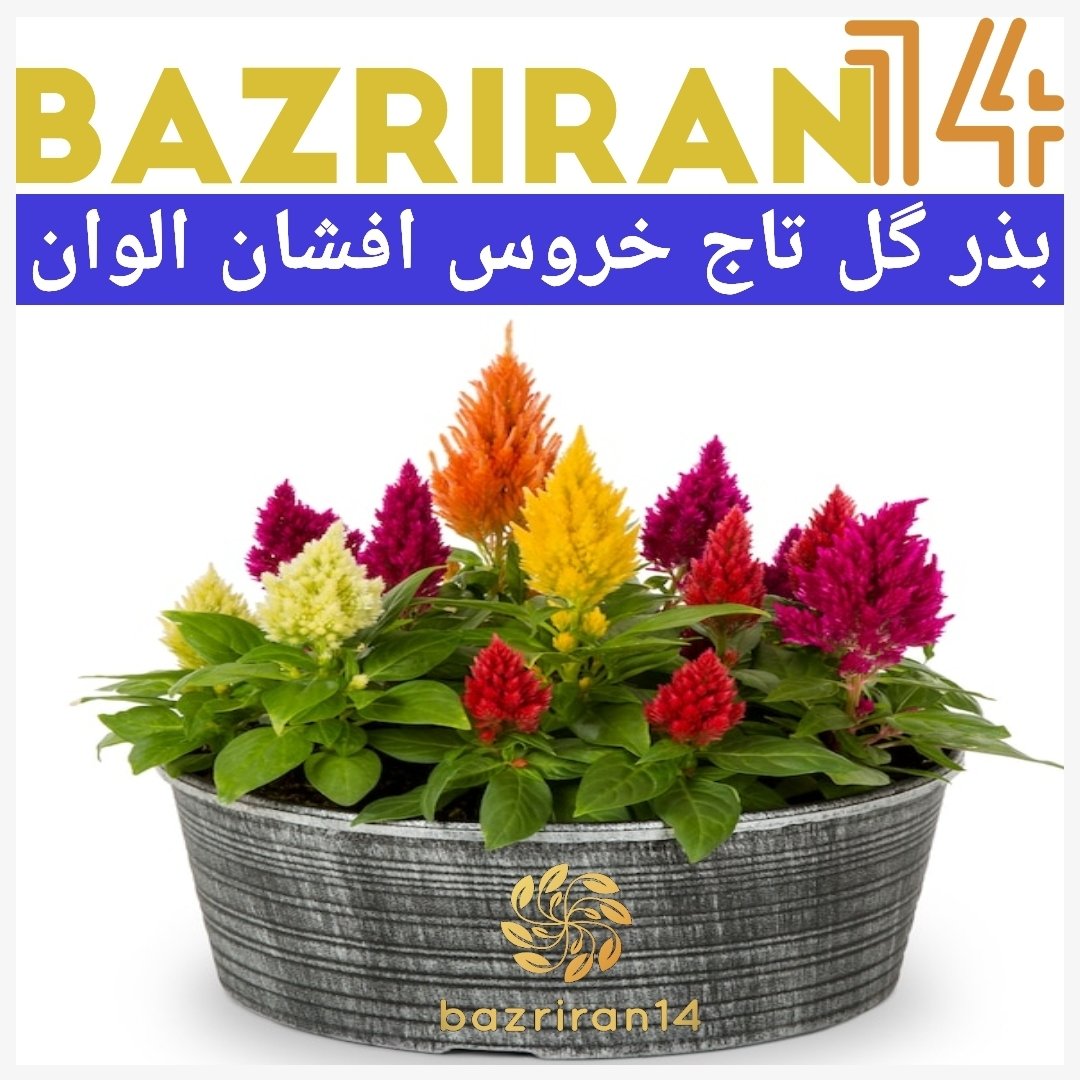 بذر گل تاج خروس شعله ای