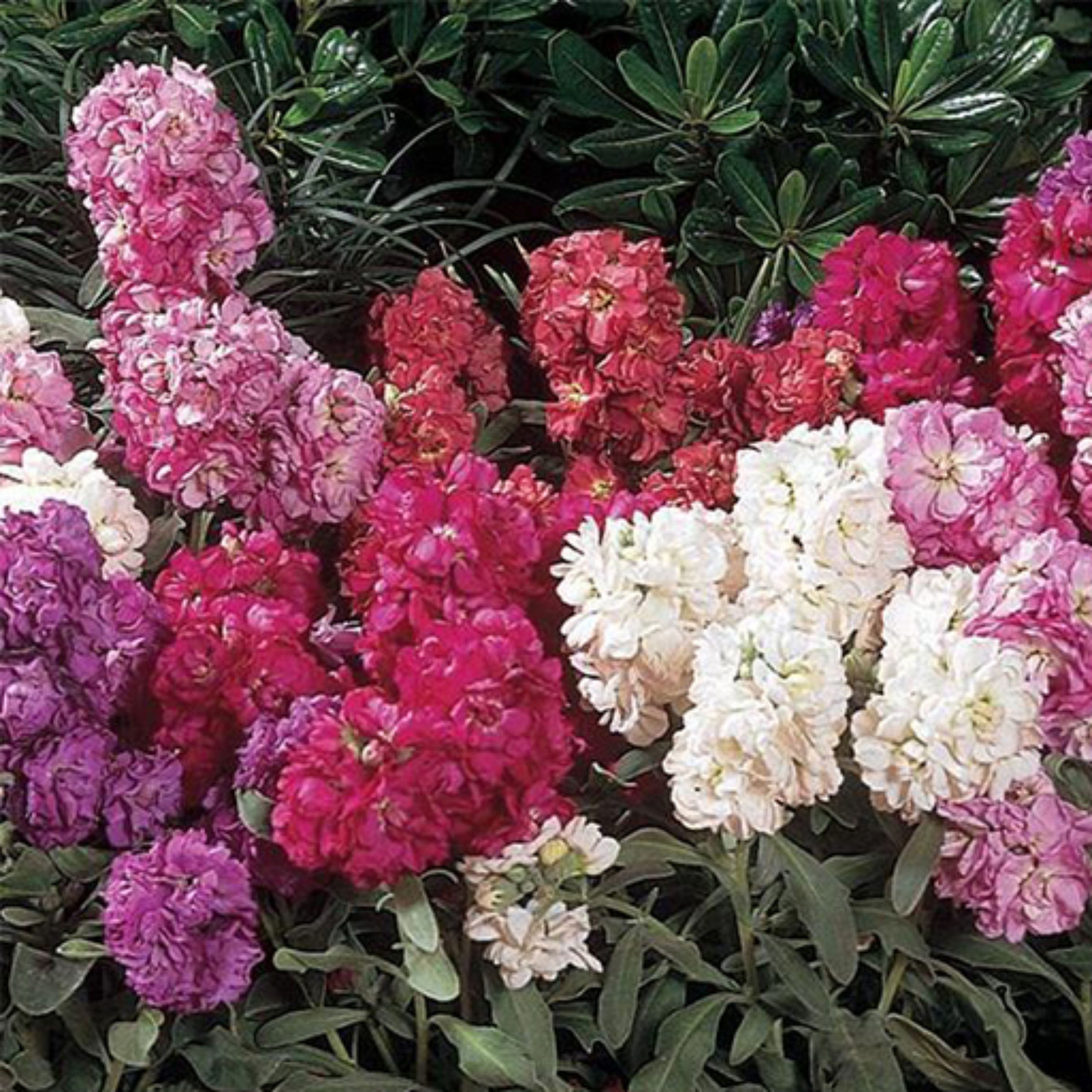 بذر گل شب بو خوراکی 20 عددی