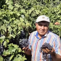 مویز سیاه ازبکی، مویز شیرین و خوشمزه،سرشار از آنتی اکسیدان مفید برای    دیابت و کاهش دهنده اثرات الزایمر 