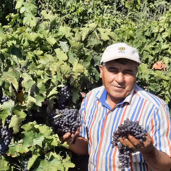 مویز سیاه ازبکی، مویز شیرین و خوشمزه،سرشار از آنتی اکسیدان مفید برای    دیابت و کاهش دهنده اثرات الزایمر 