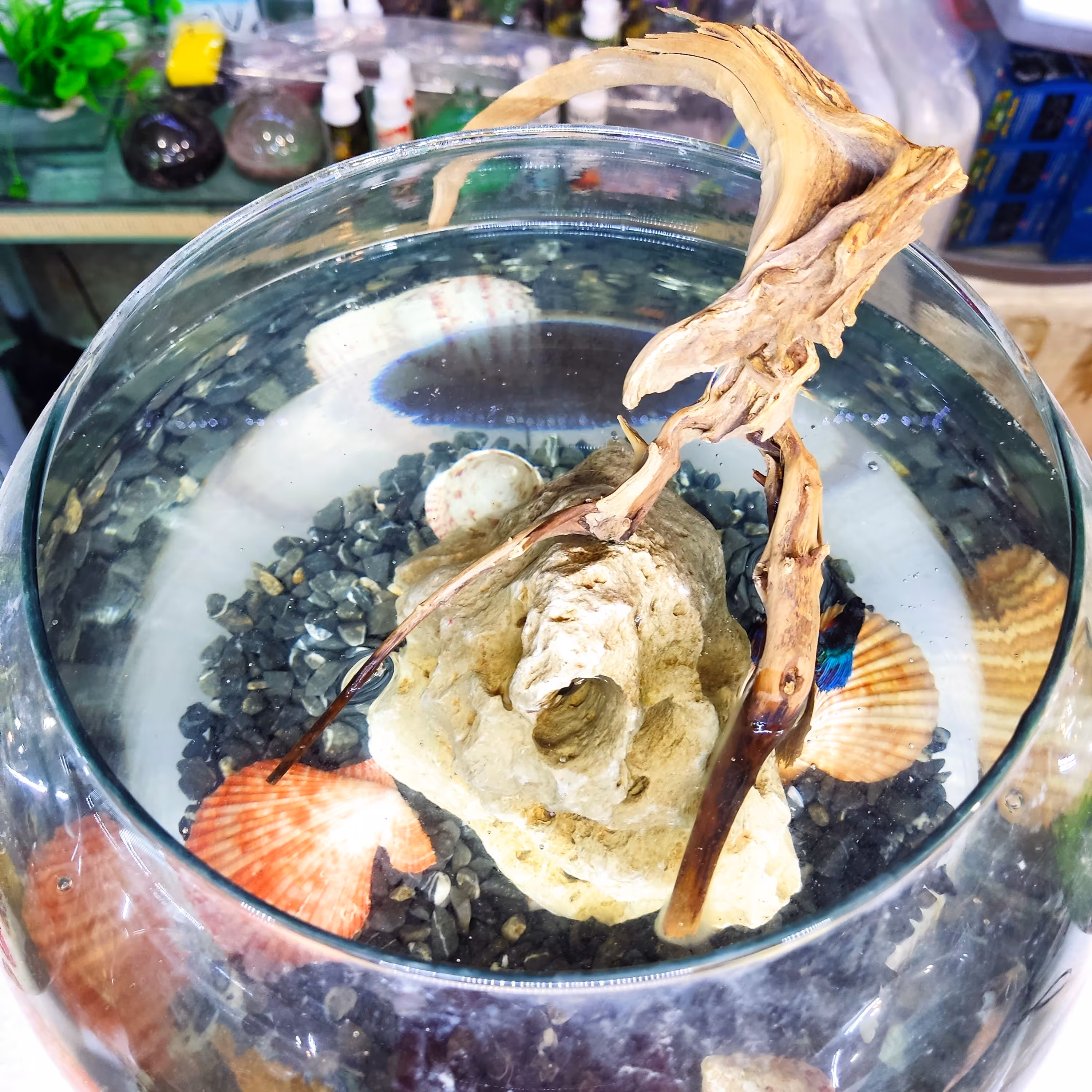 تنگ بلور شیشه ای سخره ای قطر 29 سانت بدون ماهی