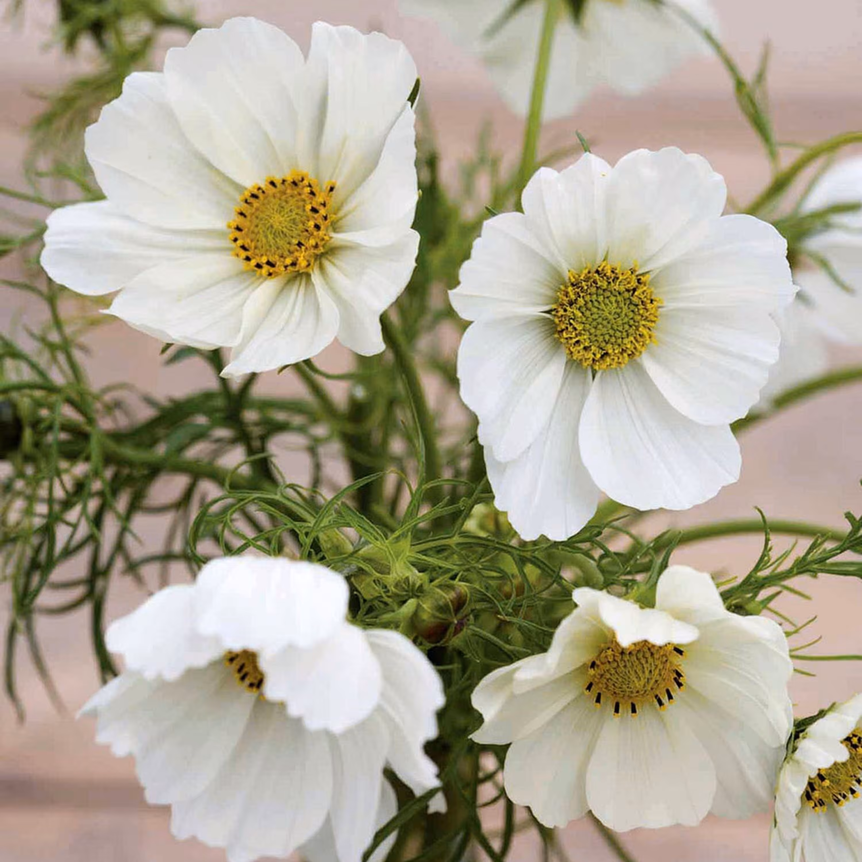 بذر گل ستاره ای پا بلند سفید