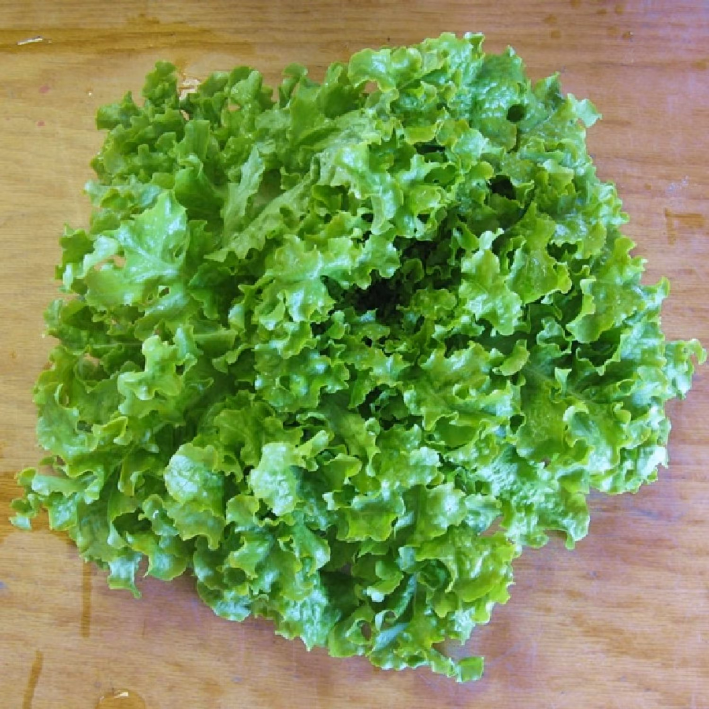 بذر کاهو سالاد بول بسته 50 عددی