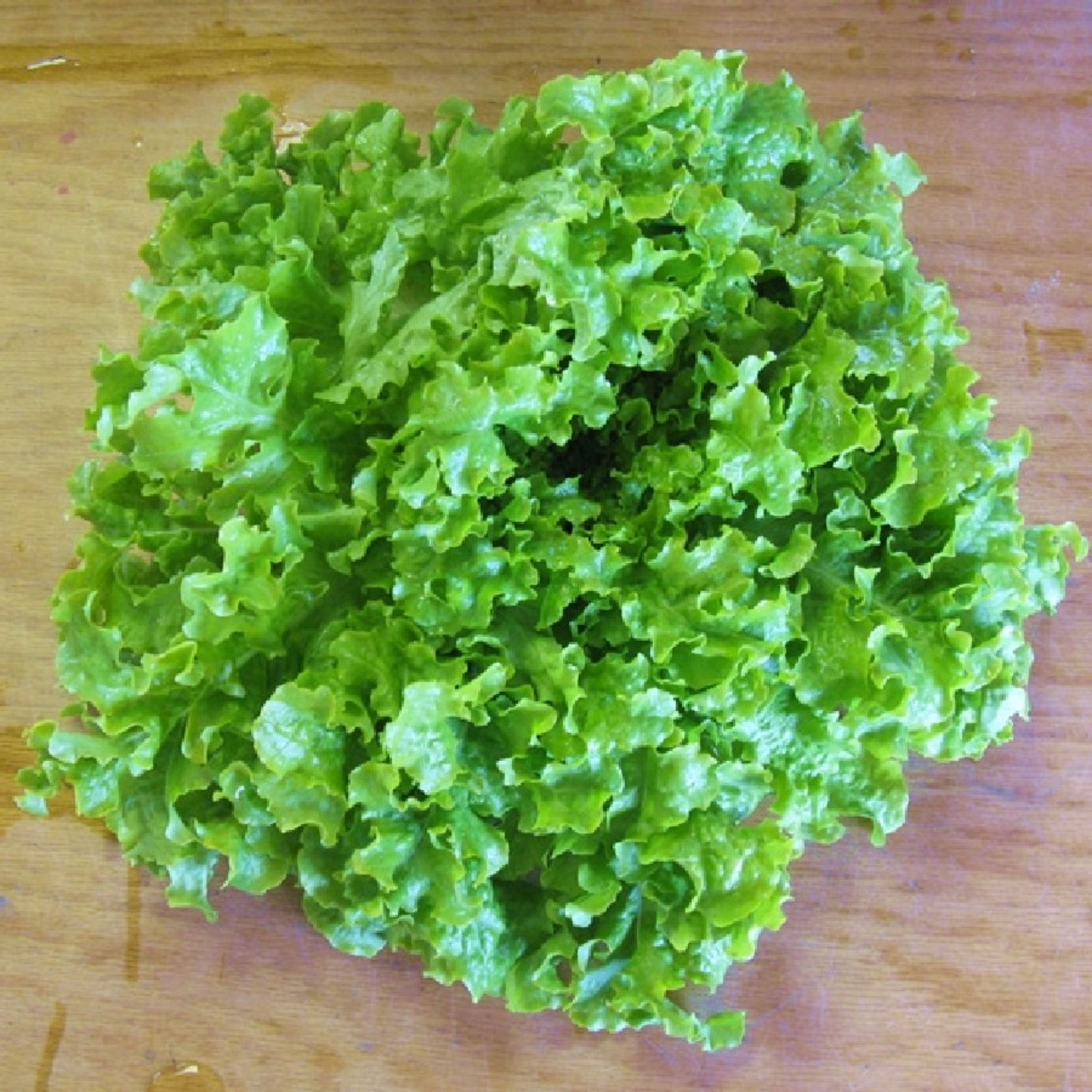 بذر کاهو سالاد بول بسته 50 عددی