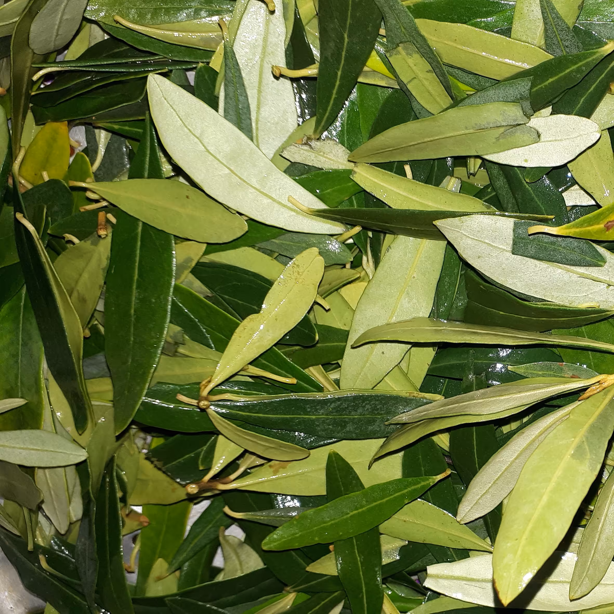 برگ زیتون خشک خانگی و شسته شده