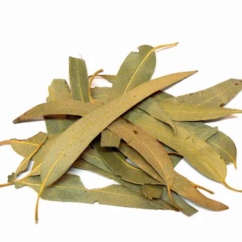 برگ اکالیپتوس خشک شده