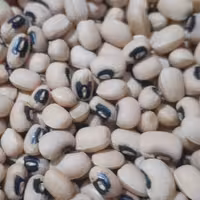 لوبیا چشم بلبلی