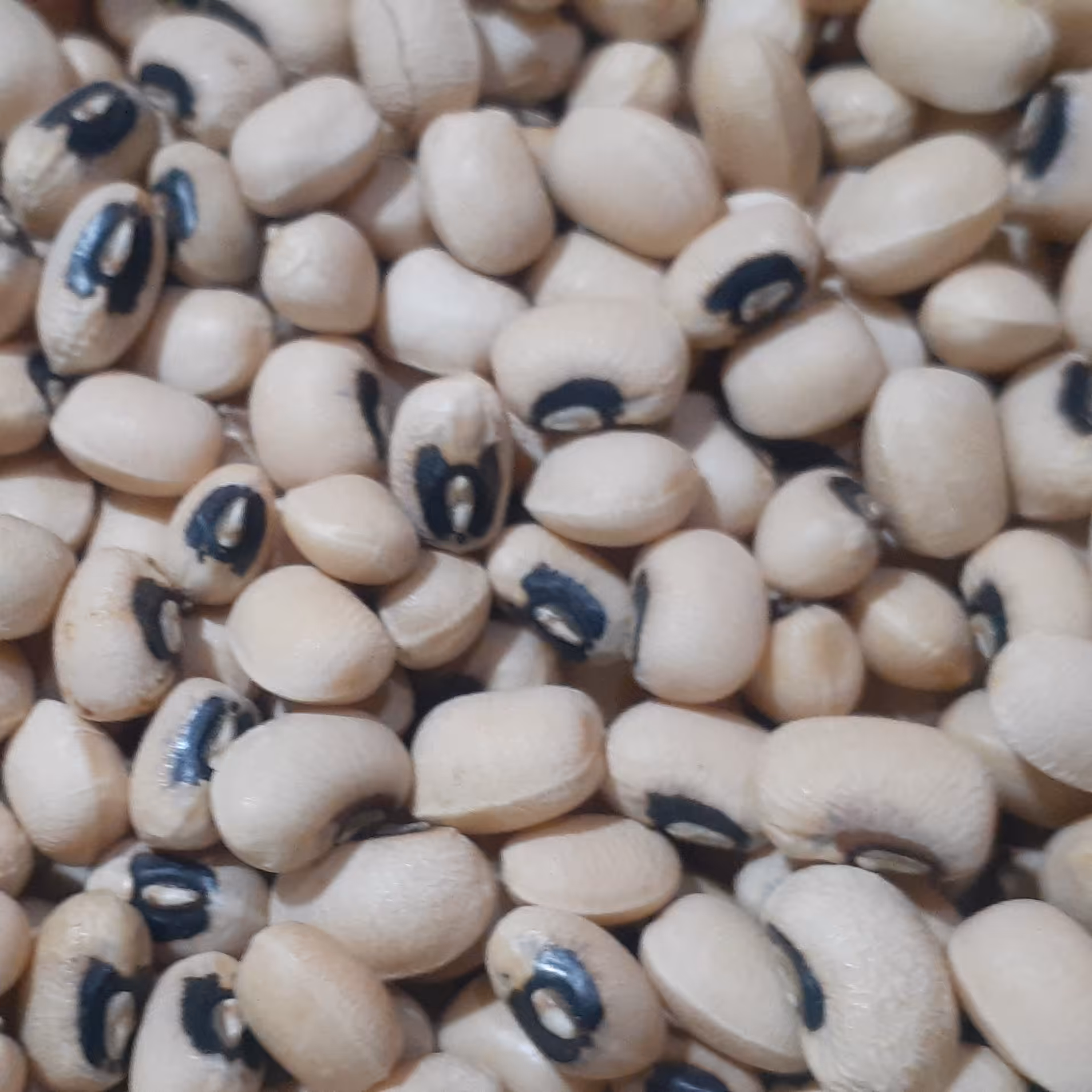 لوبیا چشم بلبلی