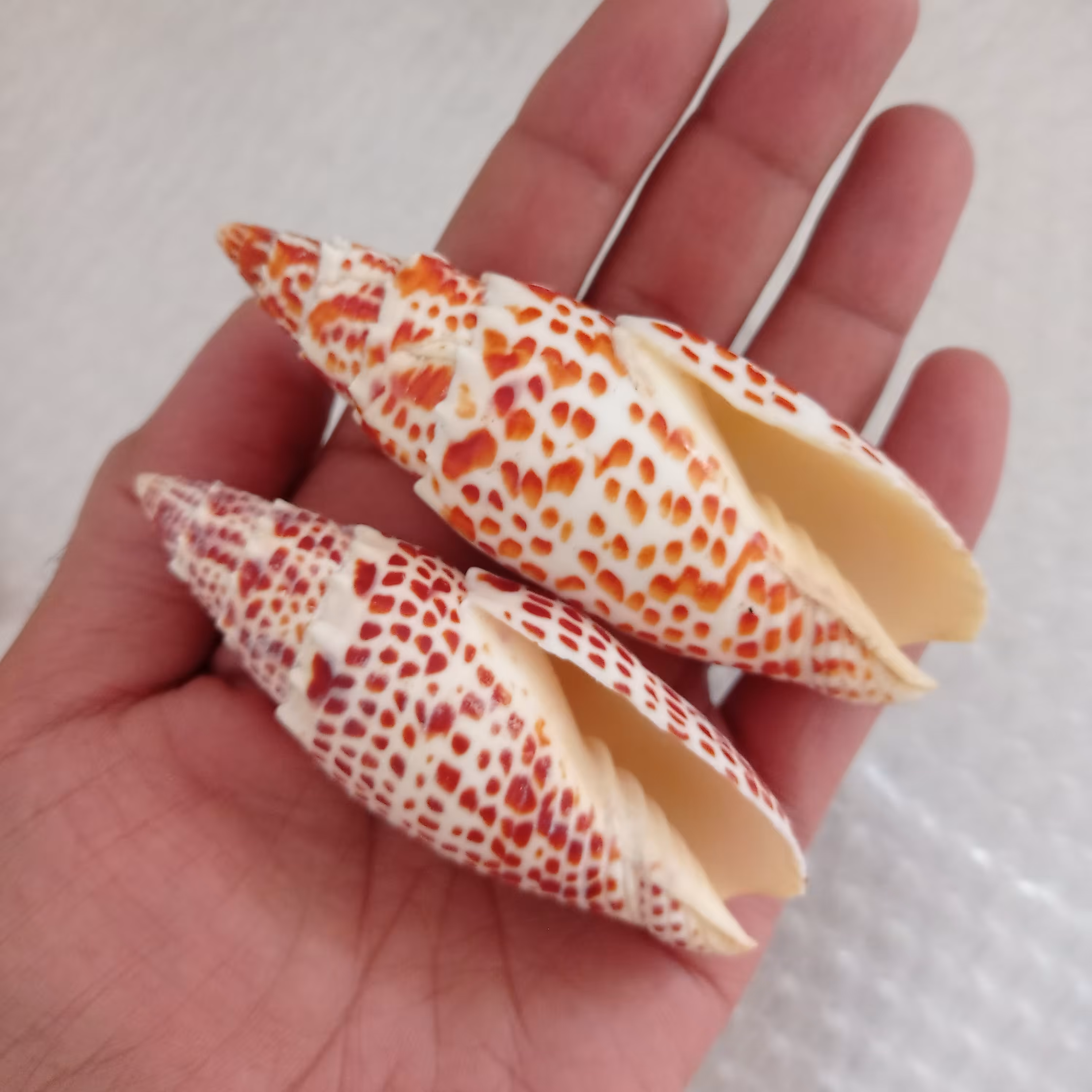 صدف  میترا  کلکسیونی با رنگ و طرح طبیعی  بسیار خاص و زیبا