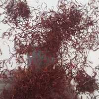 بسته 10 مثقالی زعفران سر شکسته عالی