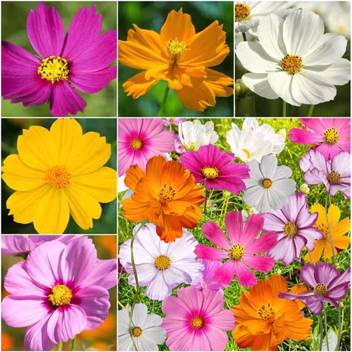 بذر گل ستاره ای رنگارنگ پابلند پرگل ایتالیایی بسته 50 عددی