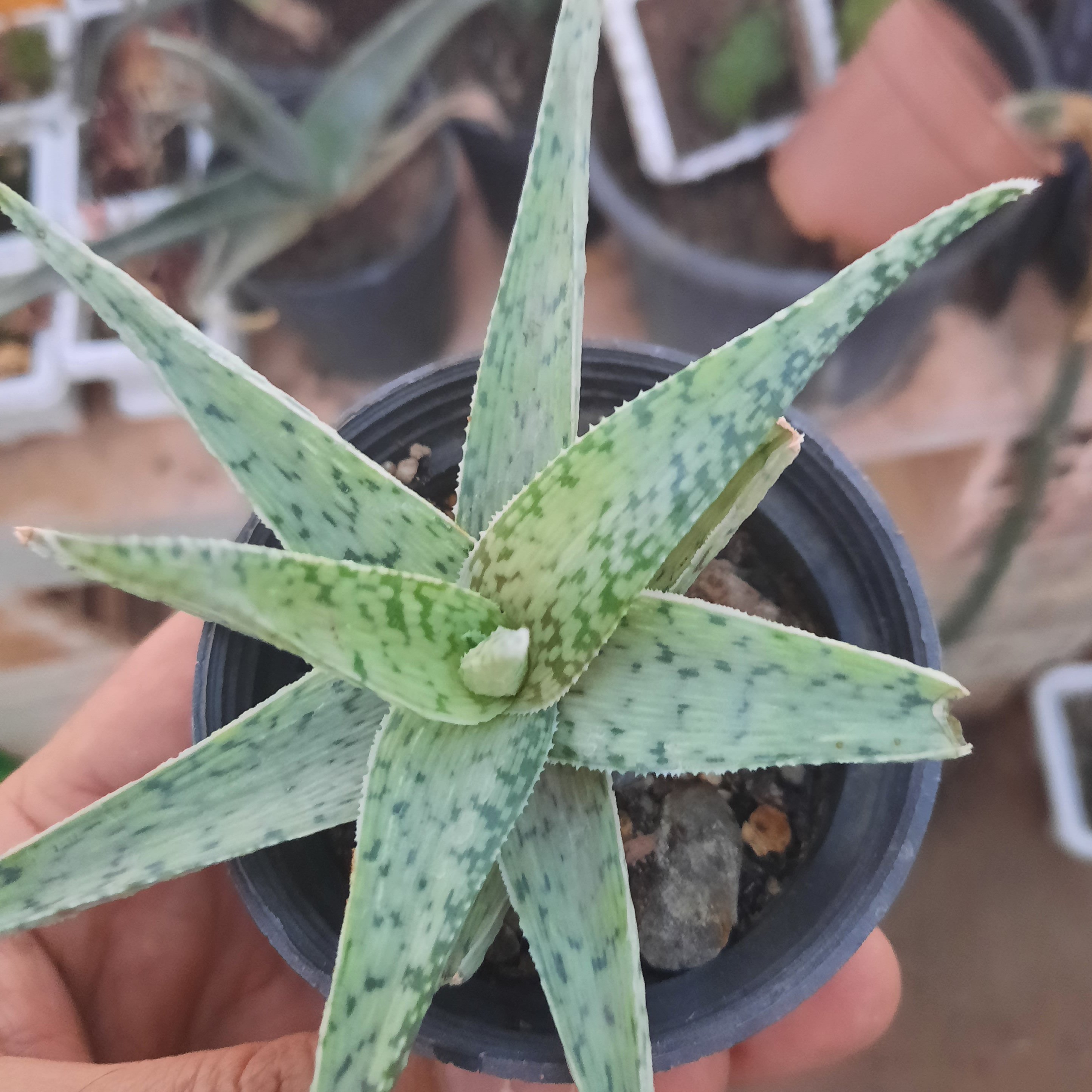 آلوئه سبز گلدان هشت