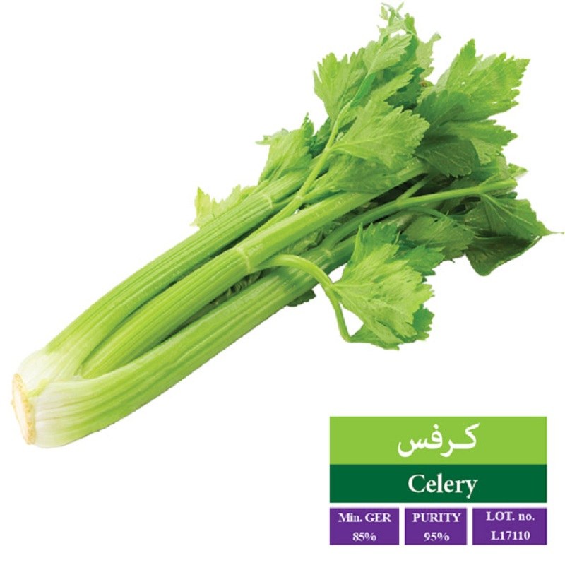 بذر کرفس
