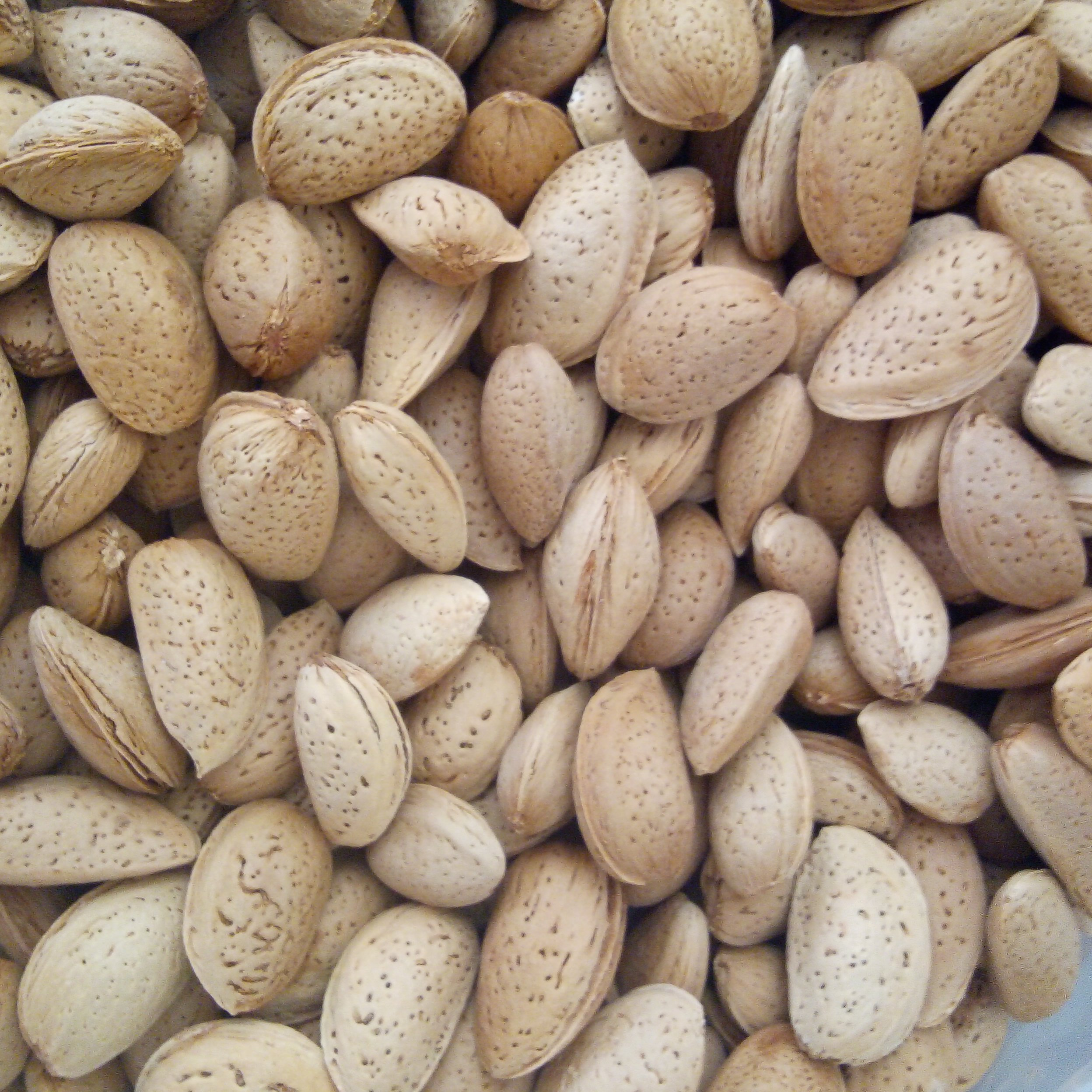 بادام سنگی شیرین پنج کیلویی