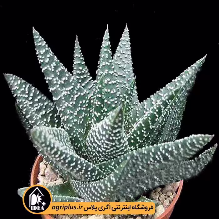 بذر کاکتوس Haworthia Pumila