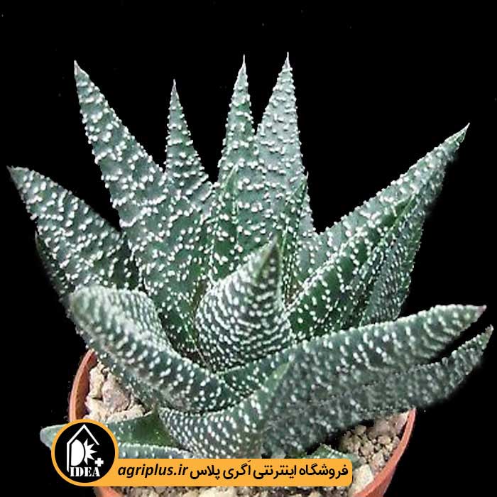 بذر کاکتوس Haworthia Pumila