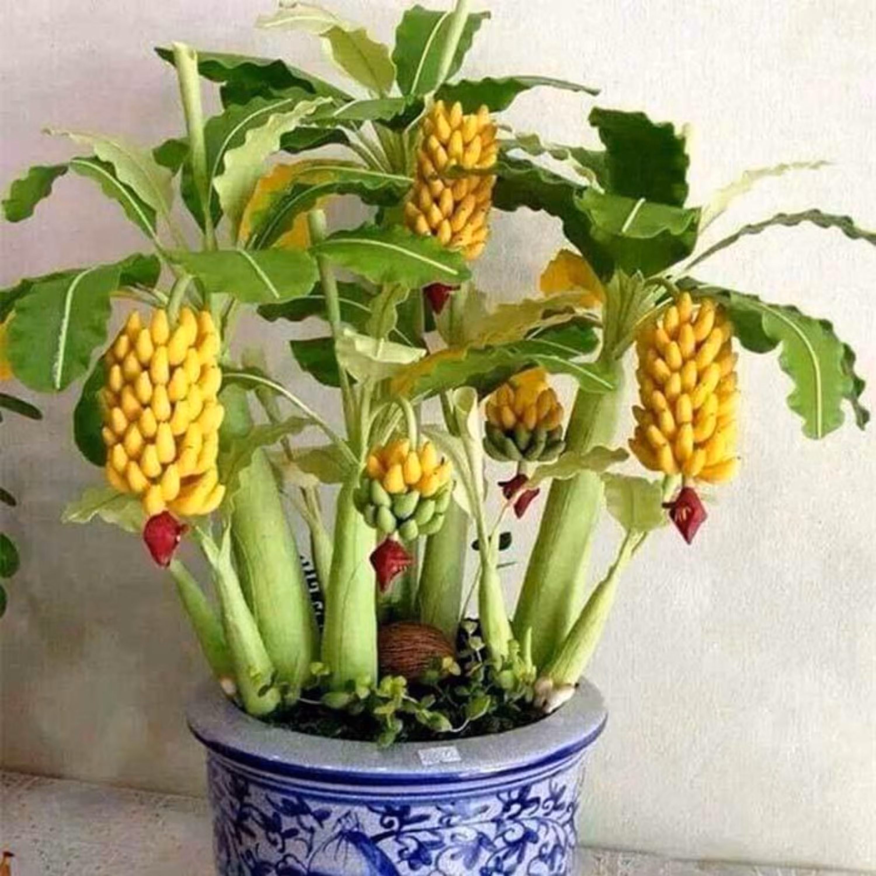 بذر موز بالبیزیانا پاکوتاه گلدانی بسته 3 عددی