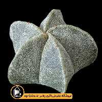 بذر کاکتوس Astrophytum Myriostigma