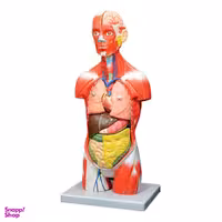 بازی آموزشی مدل مولاژ نیم تنه انسان مدل A024