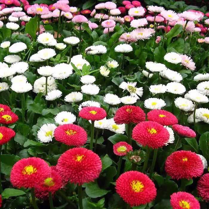 بذر گل مینا دسته گلی الوان 1گرمی