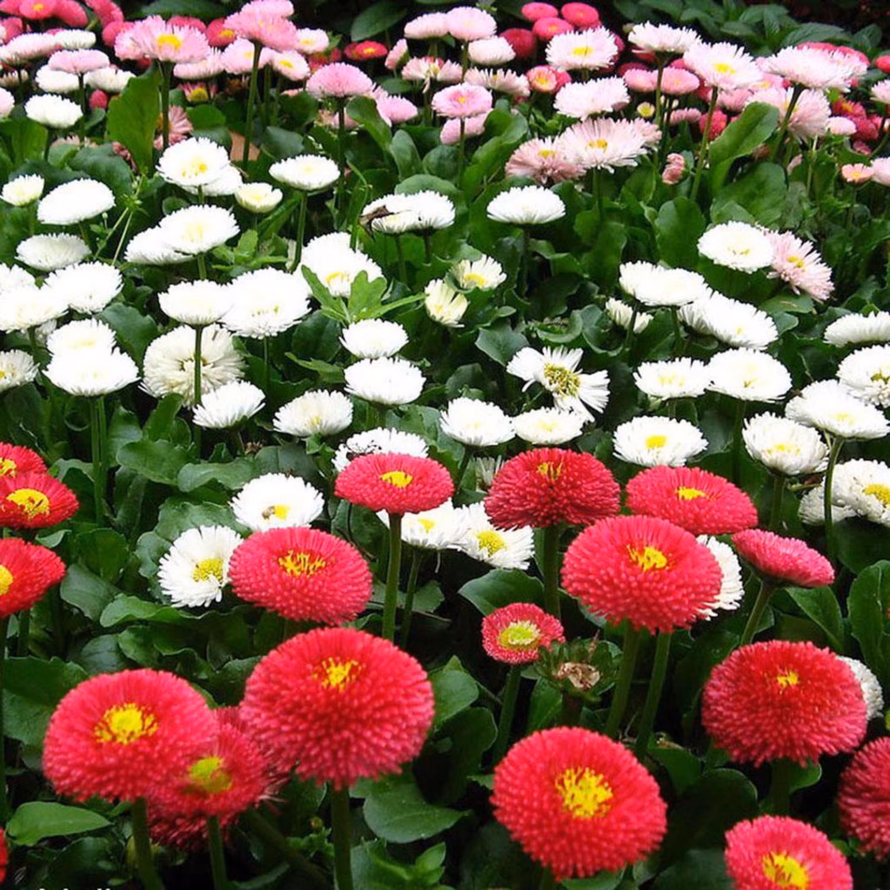 بذر گل مینا دسته گلی الوان 1گرمی