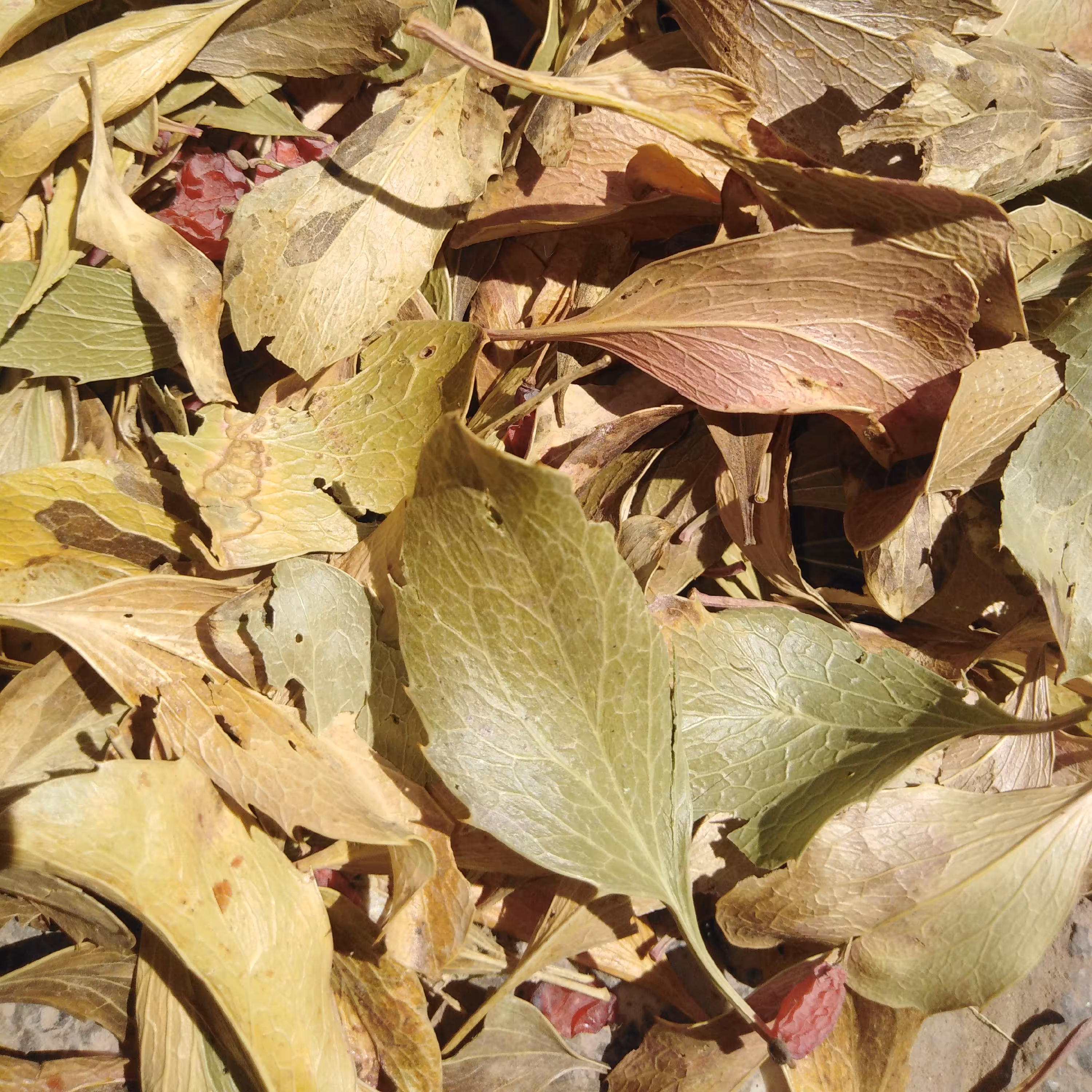 برگ خشک درخت زرشک (200 گرم)  