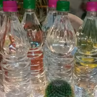 گلاب خانگی (گل محمدی)