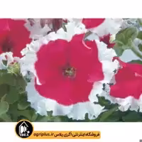 بذر گل اطلسی Frost سینجنتا