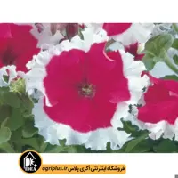 بذر گل اطلسی Frost سینجنتا