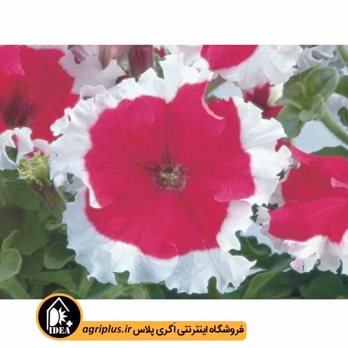 بذر گل اطلسی Frost سینجنتا