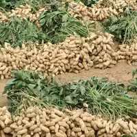 بادام زمینی غلاف دار دشت مغان