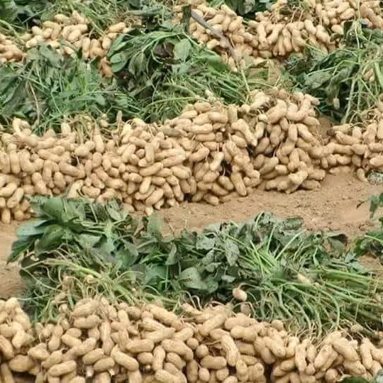 بادام زمینی غلاف دار دشت مغان