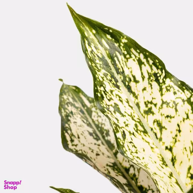 گلدان طبیعی آگلونمای سایز متوسط